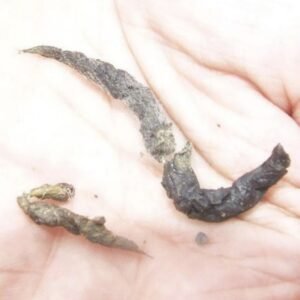 Crottes-de-fouine-dans-une-main
