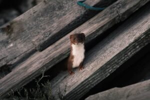 Lire la suite à propos de l’article Poison mortel pour fouine : dangers, loi et solutions sans risque