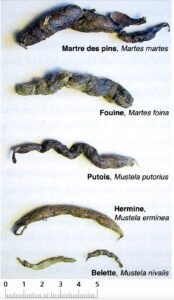 Lire la suite à propos de l’article Crottes de fouines : causes, dangers et 6 solutions efficaces