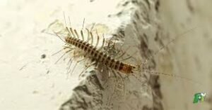Lire la suite à propos de l’article Mille-pattes dans la maison : signification, causes et solutions efficaces