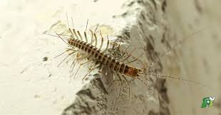 milles pattes qui mache sur mur de maison
