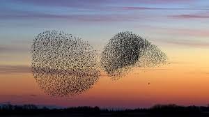 Lire la suite à propos de l’article Quand partent les étourneaux ? Calendrier, signes et observation