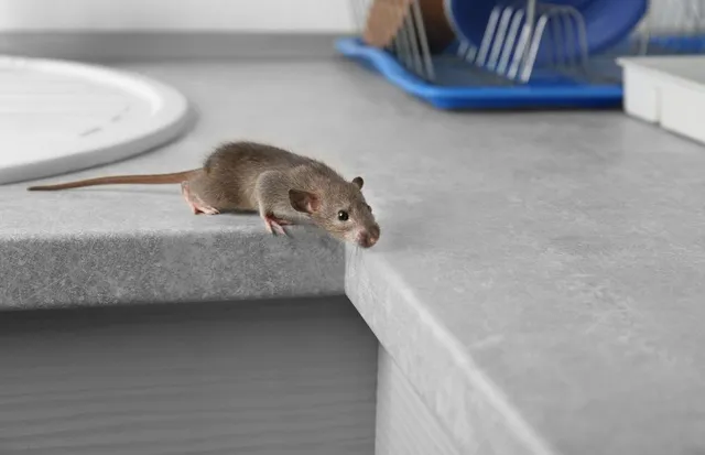 souris dans la maison sur plan de travail de cuisine