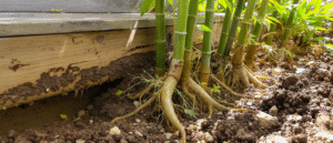 Lire la suite à propos de l’article Les bambous peuvent-ils soulever une terrasse ?