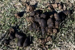 Lire la suite à propos de l’article Crotte de blaireau : Aide identification de ses excréments