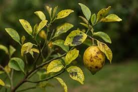 Lire la suite à propos de l’article Maladie du Citronnier : comment reconnaître les photos et soigner